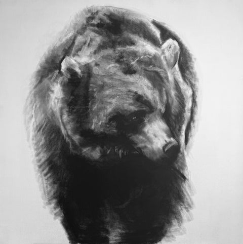Bear Study in Charcoal