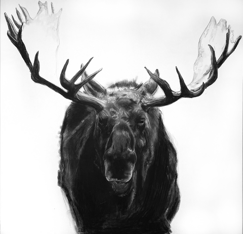 Moose Study in Charcoal