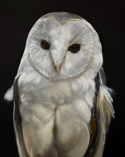 Barn Owl