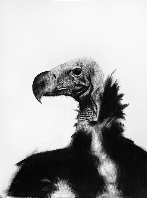 Vulture